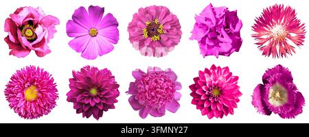 Ensemble de collages de fleurs roses isolées sur fond blanc. Photo macro fleur : rose, gerbera, zinnia, aster, pivoine, œillet, cirsium, chrysanthème, clou de girofle, primevère Banque D'Images