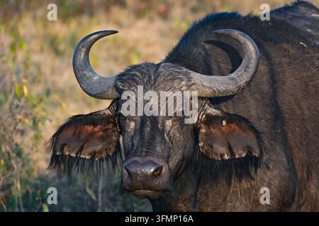 Portrait en gros plan d'un buffle africain (Syncerus caffer) aux cornes massives et incurvées dans son habitat naturel de savane africaine. Banque D'Images