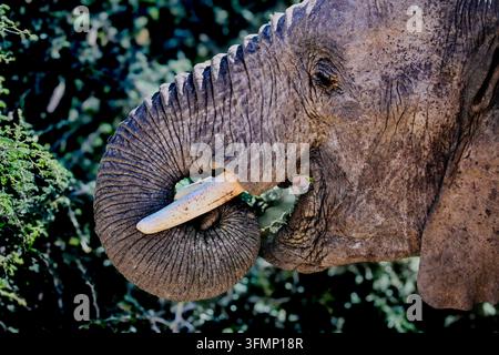 Portrait rapproché d'un éléphant d'Afrique adapté au désert se nourrissant de végétation, enroulant sa trompe autour de sa défense à Damaraland, Namibie Banque D'Images