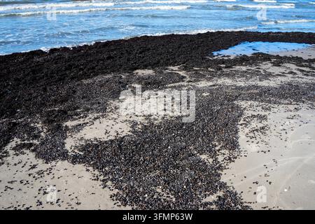 Coquillages et algues rejetés sur la côte sablonneuse de la mer Baltique avec des vagues en arrière-plan Banque D'Images