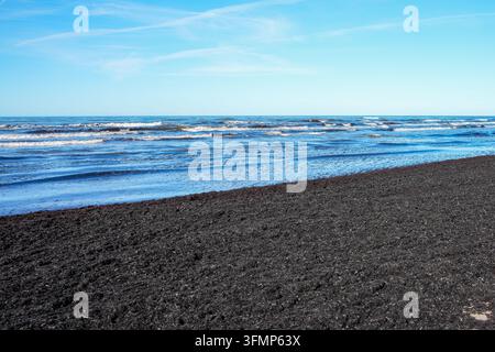 Côte de la mer Baltique avec des vagues et des algues épaisses rejetées sur une plage de sable en automne Banque D'Images