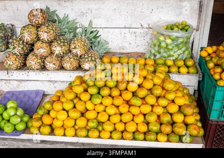 Un assortiment vibrant de pamplemousses fraîches, d'oranges et de citrons verts exposés à la vente sur un étal de marché en plein air à Lago Agrio, Équateur Banque D'Images