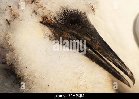 Portrait rapproché d'un poussin de mouette du nord avec un duvet blanc moelleux, un bec sombre et un grand œil, montrant les détails des traits du visage du jeune oiseau de mer et Banque D'Images