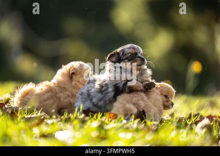 Trois chiots Chihuahua jouant ensemble à l'extérieur dans un jardin d'automne Banque D'Images