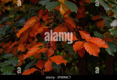 Composition dynamique de feuilles de hêtre européen orange vif et vert sur les branches en automne Banque D'Images