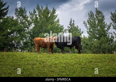 Deux vaches debout dans un pâturage vert avec des arbres Banque D'Images