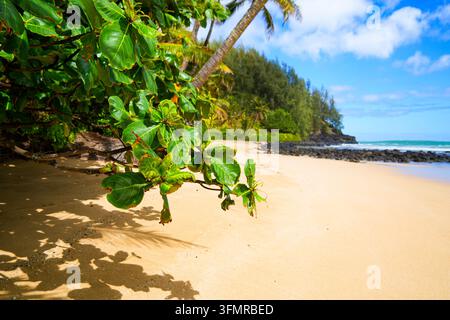 Vue rapprochée des feuilles d'amandier tropicales luxuriantes et des branches d'un arbre Terminalia catappa à Waikoko Beach, avec une plage de sable doré et l'océan Banque D'Images