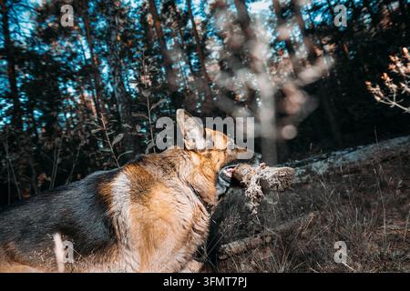 Chien Berger Allemand mâchant un bâton de bois dans la forêt d'automne Banque D'Images
