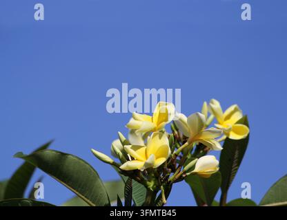 Grappille de fleurs de frangipani jaunes et blanches encadrées par un ciel bleu vif et parfaitement dégagé Banque D'Images