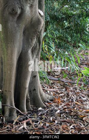 Tronc de ficus avec racines butoirs dans une forêt tropicale australienne entourée de feuilles tombées Banque D'Images