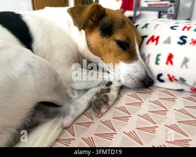 Gros plan d'un beau chien Jack Russell blanc, brun et noir somnolant sur un canapé Banque D'Images