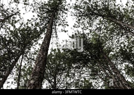 Une vue en contre-plongée de grands pins s'élevant vers un ciel nuageux, gare de Jatape, chemin de fer historique Šargan Eight à voie étroite, Mokra Gora à Šargan Banque D'Images