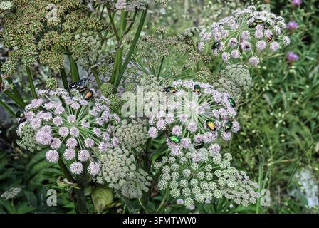 Scarabées roses, papillon à neuf taches, scarabée à damier se nourrissent du nectar et du pollen des fleurs d’ombellifères sauvages dans un jardin de prairie, Jatarice, Mokr Banque D'Images