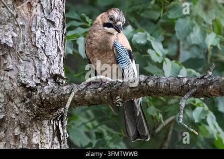 Geai eurasien reposant sur une branche moussue, observant attentivement, Mokra Gora, Serbie Banque D'Images