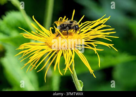 Un bourdon à queue fauve se nourrissant d'une fleur jaune d'œil d'oxalis, Parc national de Tara, Serbie Banque D'Images