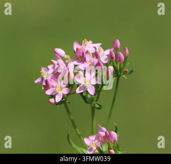 Centaurium erythraea (centaurie commune) poussant dans un pré Banque D'Images