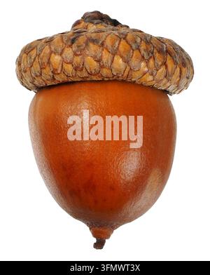 Acorn Brown isolé sur fond blanc Banque D'Images
