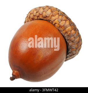 Acorn Brown isolé sur fond blanc Banque D'Images