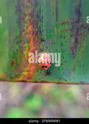 Une photographie macro détaillée capturant une coccinelle orange vibrante avec des taches noires distinctes reposant sur une feuille verte texturée Banque D'Images