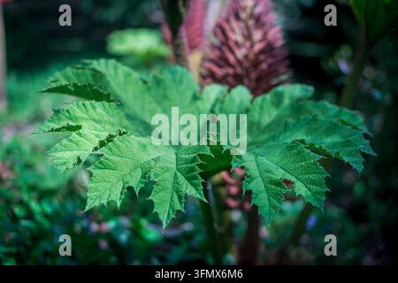 Vue d'une grande feuille verte dentelée d'une plante Gunnera manicata avec une pointe de fleur violette floue en arrière-plan à Looe, Cornouailles, Royaume-Uni Banque D'Images