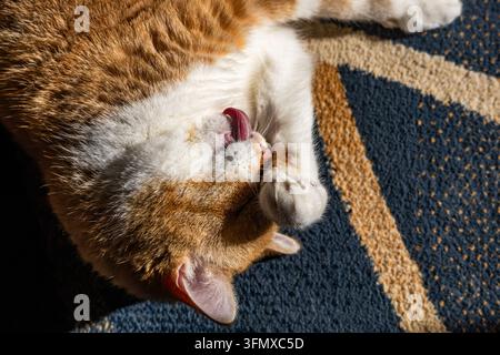Un chat domestique tigré orange et blanc est allongé sur un tapis à motifs tout en se léchant avec sa langue étendue vers sa patte avant levée. Chaud dir Banque D'Images