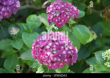 Hortensia à grosses feuilles, fleurs en forme de globe éclatantes, sépales magenta rose profond, centres contrastés bleu pâle et blanc (Hydrangea-macrophylla) (mac Banque D'Images