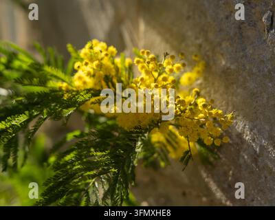 Fleurs de mimosa dorées en fleurs contre un vieux mur de pierre baigné de soleil Banque D'Images
