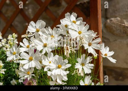 Fleurs de Cosmos blanches en pleine floraison dans un jardin ensoleillé Banque D'Images