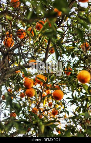 Vue en contre-plongé regardant vers la canopée d'un oranger mûr rempli de fruits citriques Banque D'Images