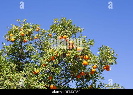 Des oranges mûres sont suspendues en grappes sur un arbre vibrant avec des feuilles vertes contre un ciel bleu éclatant pendant la journée. Banque D'Images