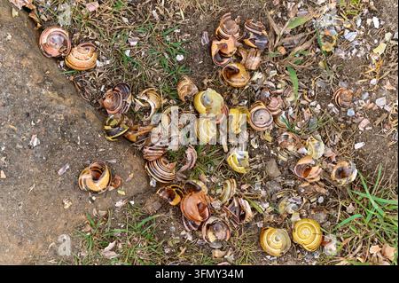 Crinçage (Turdus philomelos) „anvil“ montrant les restes de coquilles d’escargots principalement baguées entourant une pierre que les oiseaux ont utilisée pour frapper Banque D'Images
