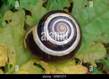 Escargot à lèvre blanche / à bandes (Cepaea hortensis) individu sur une feuille en décomposition au bord d'un champ, Berwickshire, Écosse, octobre Banque D'Images