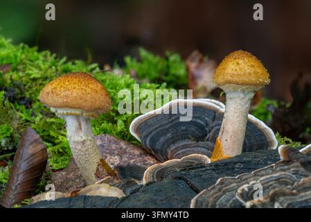 Champignon miel (Armillaria mellea) à un stade précoce, champignons comestibles parmi les champignons coriace (Trametes versicolor) sur du bois pourrissant dans la forêt en automne Banque D'Images