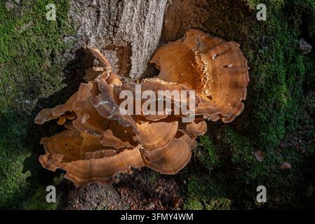 Polypore géant / polypore à coloration noire (Meripilus giganteus) bouquet de champignons à la base d’un tronc d’arbre dans la forêt d’automne Banque D'Images