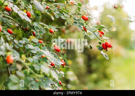 Close-up de baies de rosier rouge mûres suspendues aux branches avec des feuilles vertes. Belles baies de rosier sur un buisson dans le parc automnal sous un soleil éclatant. Se Banque D'Images