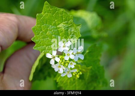 Une main tient les petites fleurs blanches de la moutarde sauvage devant un fond flou sous le soleil Banque D'Images