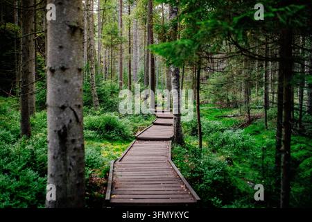 Chemin de passerelle en bois traversant une forêt dense dans un parc naturel. Banque D'Images