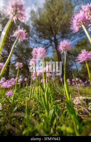 Vue en contre-plongé des fleurs sauvages d'Orchis italica épanouies parmi l'herbe dans une forêt andalouse, avec des épis d'orchidées roses s'élevant sous les pins dans une lumière douce Banque D'Images