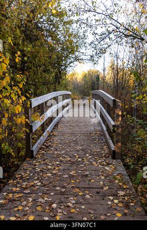 Pont en bois recouvert de feuilles d'automne tombées le long d'un sentier forestier. Passerelle enjambant un chemin avec un feuillage d'automne doré Banque D'Images