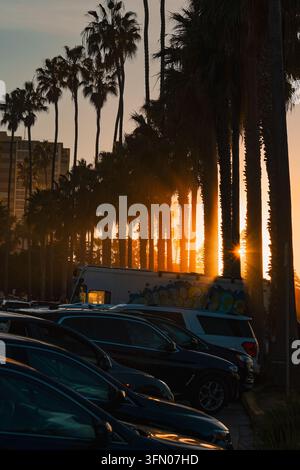 Silhouettes de palmiers avec éclat de soleil entre les troncs et voitures garées dans la rue pendant l'heure dorée, scène chaude de ville côtière tropicale Banque D'Images