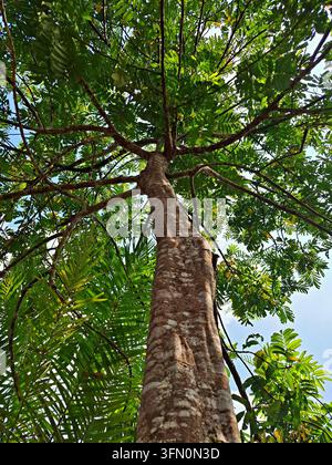 Une photographie saisissante en contre-plongée capturant un grand arbre regardant vers le ciel à travers ses branches étalées et ses feuilles vertes denses Banque D'Images
