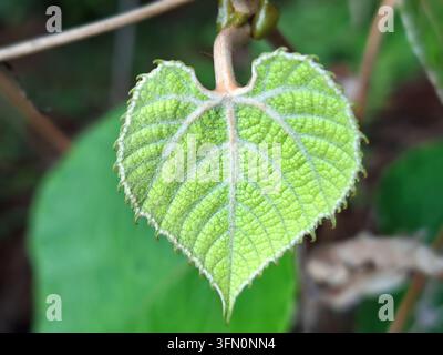 Une photographie macro détaillée en gros plan capturant une feuille verte en forme de cœur avec des bords finement dentelés et des motifs de veines distincts. Banque D'Images