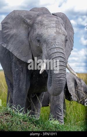 Un éléphant de savane africain adulte regarde la caméra dans un portrait rapproché de face, les deux défenses visibles et le tronc enroulé, tandis que son petit broute juste derrière au bord droit du cadre. De l'herbe verte et un ciel nuageux les entourent. Banque D'Images