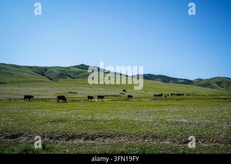 Une vue large de la steppe mongole montre un troupeau de yaks au pelage sombre paissant sur une vaste plaine verte parsemée de petites fleurs sauvages blanches, avec des ondulations Banque D'Images