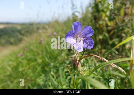 Grossissement d'une fleur sauvage d'anthémis pourpre épanouie parmi les graminées et la végétation naturelle, avec un flou doux de la campagne créant un fond vert. Banque D'Images