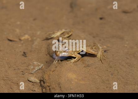 Une grenouille flottant dans un ruisseau de montagne. Cette photo a été prise au Bangladesh. Banque D'Images