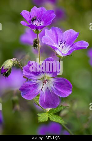 Géranium des bois en fleurs Banque D'Images