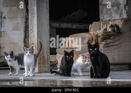 Chats errants et un chien sans-abri parmi les ruines d'un sanatorium abandonné à Tskaltubo, en Géorgie. Banque D'Images