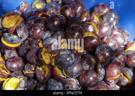 Processus traditionnel de fabrication de confiture de prunes maison, de la récolte et préparation des prunes fraîches à la cuisson lente et au remplissage des bocaux en verre Banque D'Images