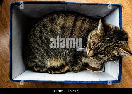 Chat domestique tigré brun roulé en boule et endormi dans une petite boîte de rangement sur un plancher en bois, vu de dessus sous une lumière chaude du soleil Banque D'Images